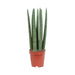 Sansevieria Dritta