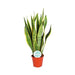 Sansevieria Trifasciata Laurentii