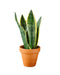 Sansevieria