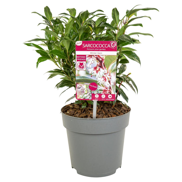 Sarcococchi 'Winter Gem'® - ↨25Cm - Ø19Cm - Pianta Da Siepe
