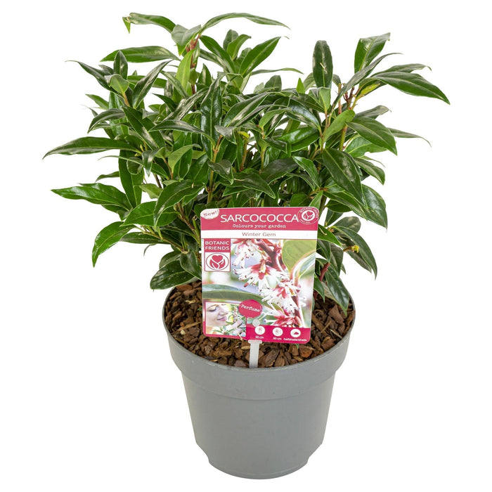 Sarcococchi 'Winter Gem'® - ↨25Cm - Ø19Cm - Pianta Da Siepe