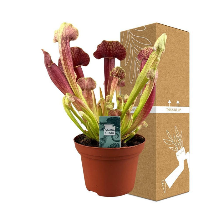 Sarracenia Onda Cremisi
