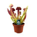 Sarracenia Onda Cremisi