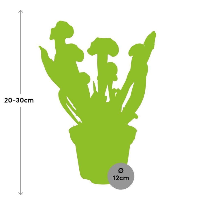 Sarracenia Onda Cremisi