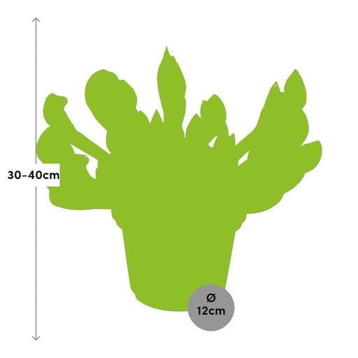 Sarracenia Leucophylla - Carnivora