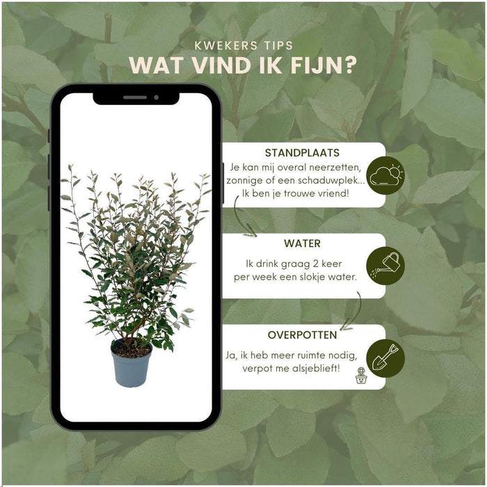 Salice Olivo H125Cm Per 10 Metri Lineari Di Siepe 10X12L