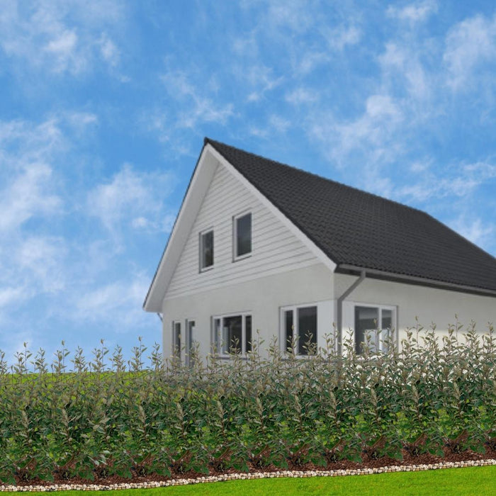 Salice Olivo H125Cm Per 10 Metri Lineari Di Siepe 10X12L