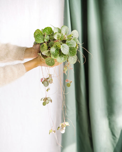 Saxifraga Stolonifera