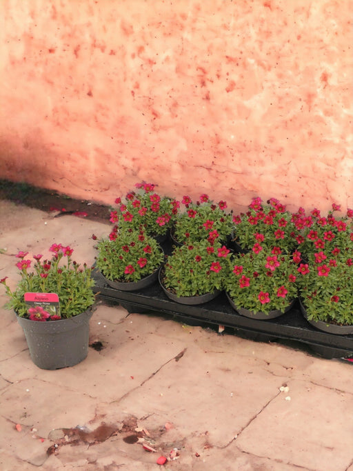 Sassifraga Alpina Rosa - D13Cm H15Cm