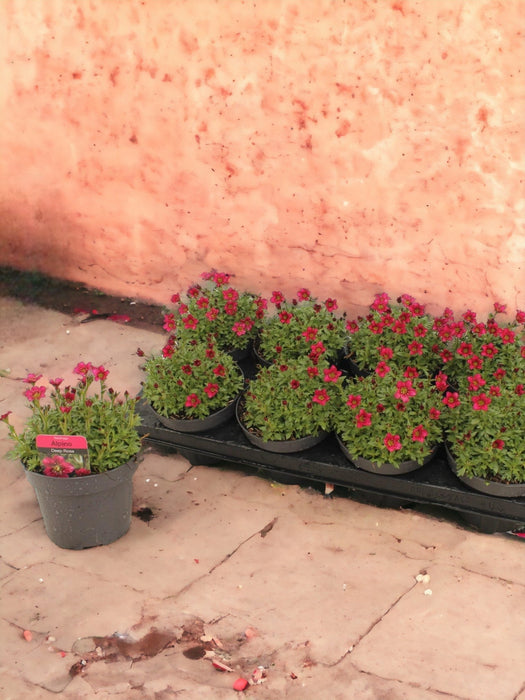 Sassifraga Alpina Rosa - D13Cm H15Cm