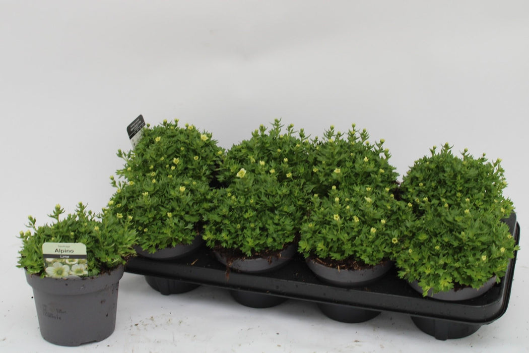 Sassifraga Al Tiglio H15Cm