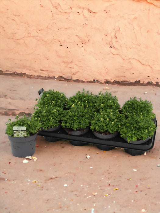 Sassifraga Al Tiglio H15Cm