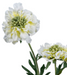 Stelo Di Scabiosa Artificiale 55Cm Decorazione Crema