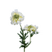 Stelo Di Scabiosa Artificiale 55Cm Decorazione Crema