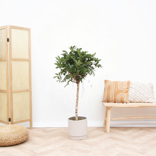 Schefflera Arboricola Compacta