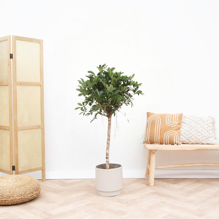 Schefflera Arboricola Compacta