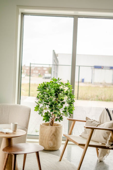 Schefflera - Albero Artificiale