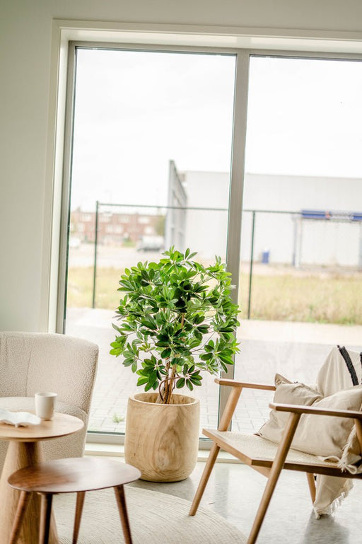 Schefflera - Albero Artificiale