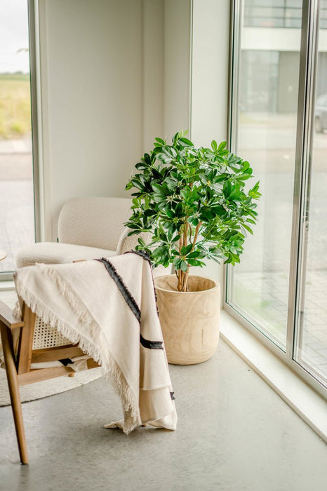 Schefflera - Albero Artificiale