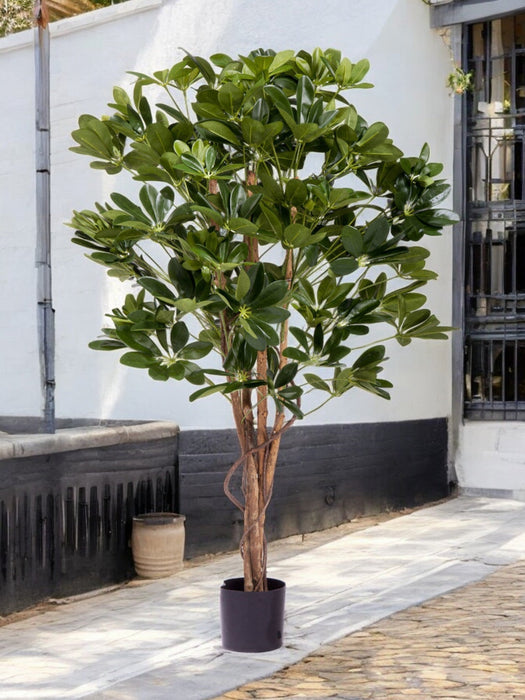 Schefflera - Albero Artificiale