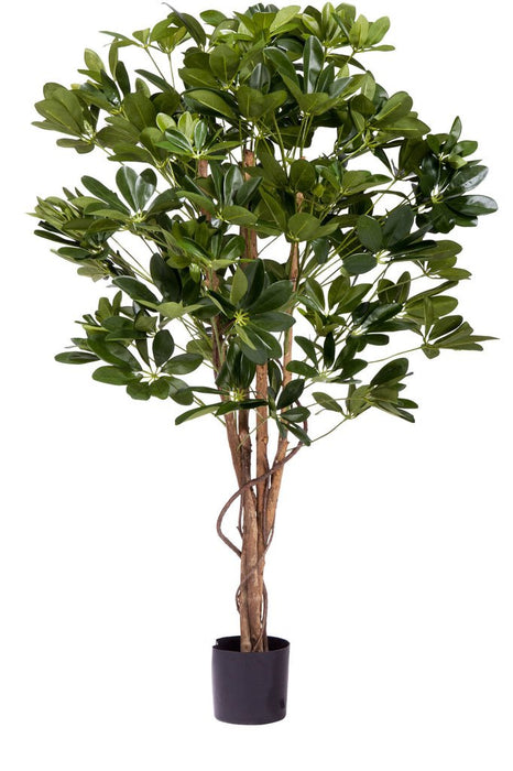 Schefflera - Albero Artificiale