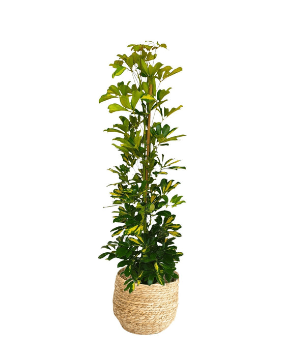 Schefflera Gold Capella