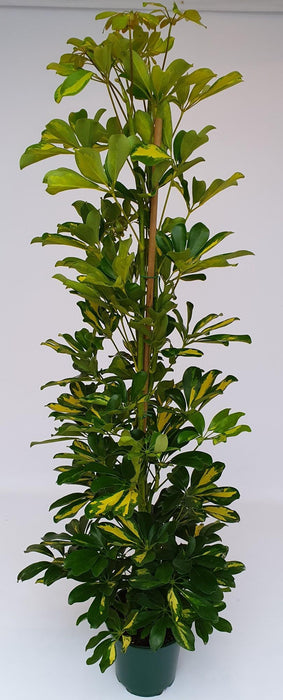 Schefflera Gold Capella