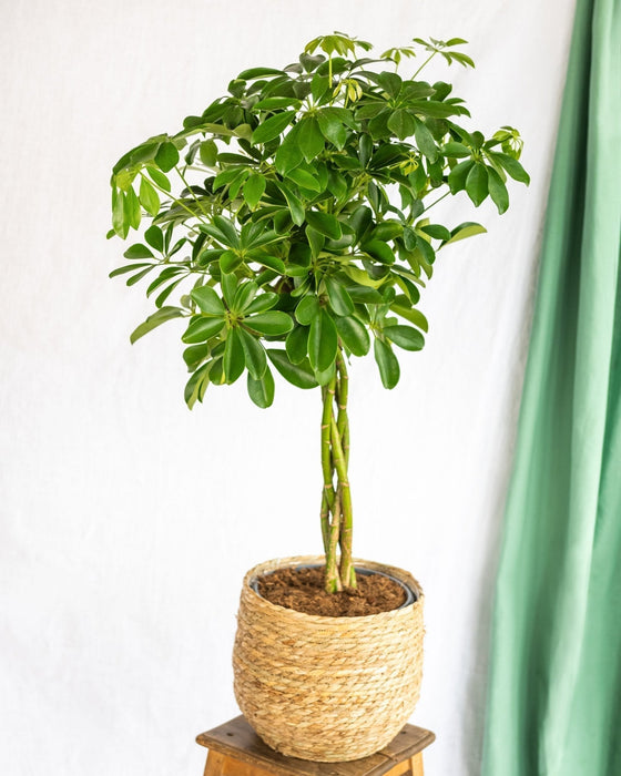Schefflera XL + Cestino
