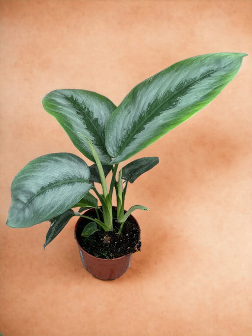 Schismatoglottide Argentata Del Borneo