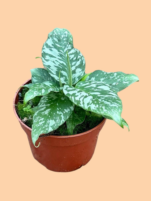 Schismatoglottis Sp. Ex Thailandia