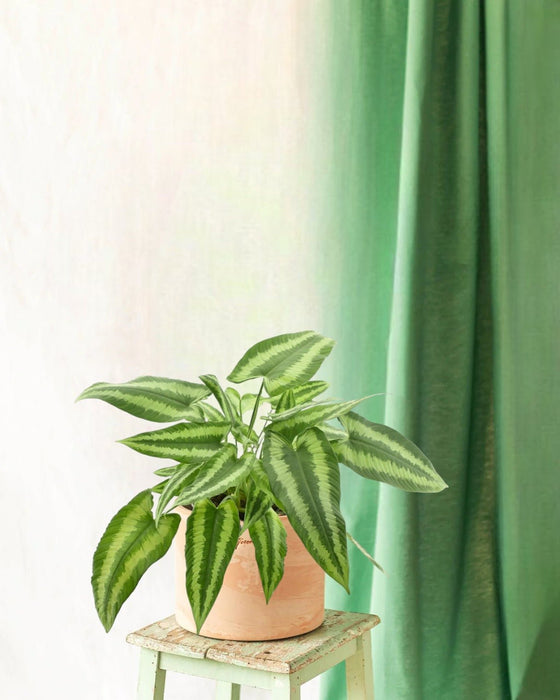 Schismatoglottus Wallichii