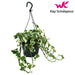 Scindapsus (Epipremnum) N'Joy Hang H35.0Cm