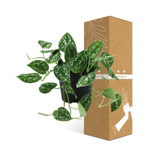 Scindapsus Pictus Trebie