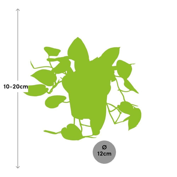 Scindapsus Pictus Trebie