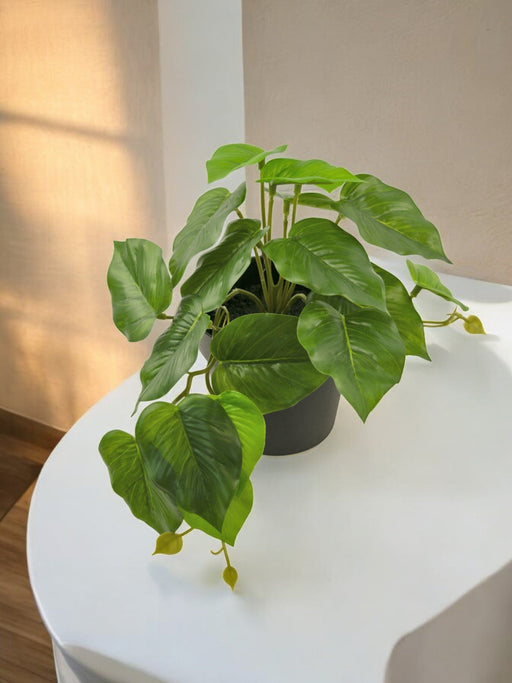 Scindapsus - Pianta Verde Artificiale