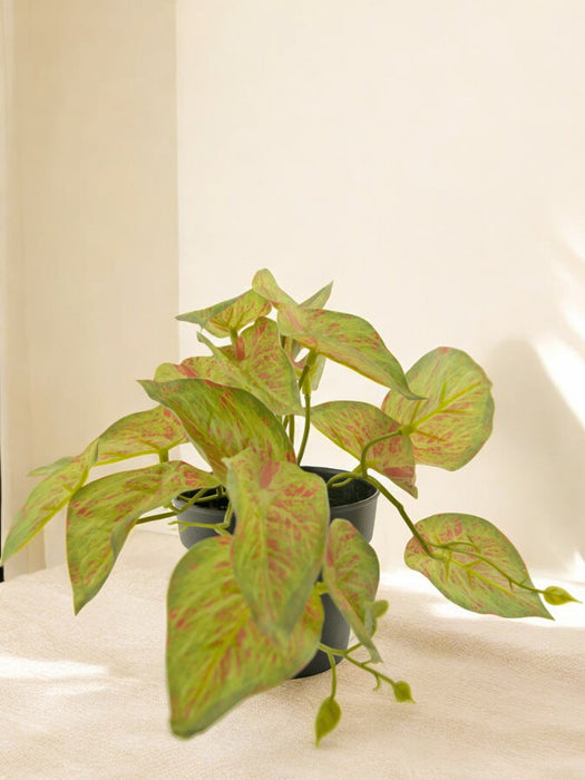 Scindapsus - Pianta Verde Artificiale