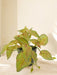 Scindapsus - Pianta Verde Artificiale