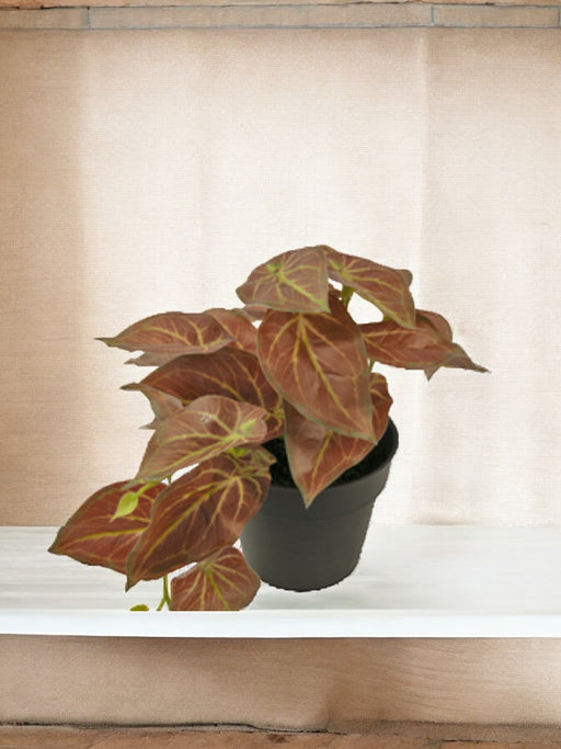 Scindapsus - Pianta Verde Artificiale