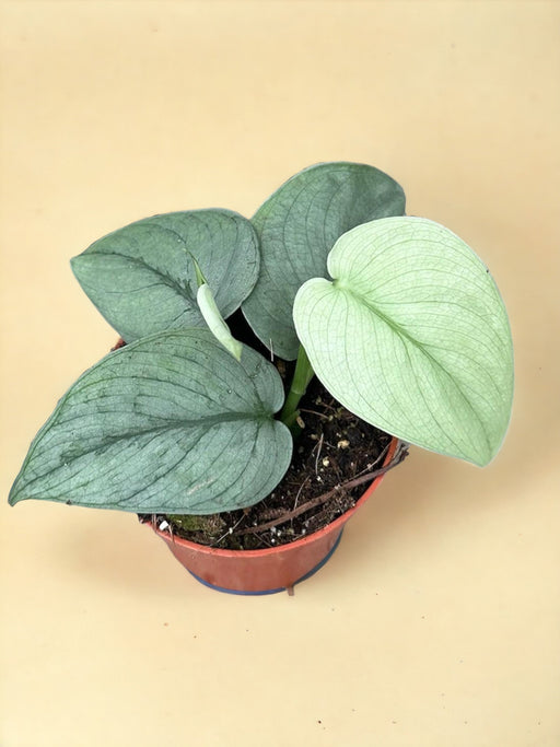 Scindapsus Argento Eroe