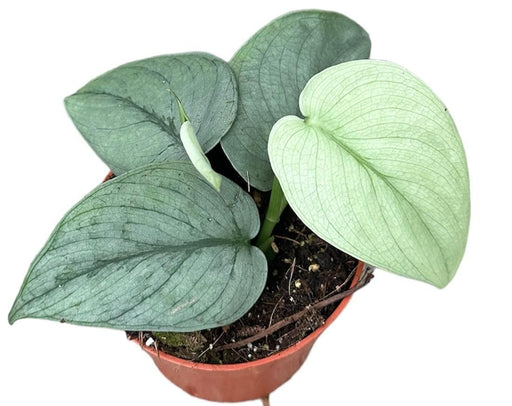 Scindapsus Argento Eroe