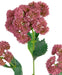 Sedum Rosso Artificiale