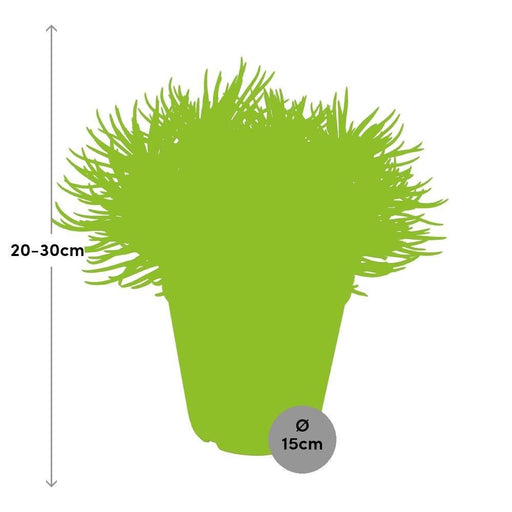 Senecio Himalaya H25Cm - Pianta Succulenta Da Interno