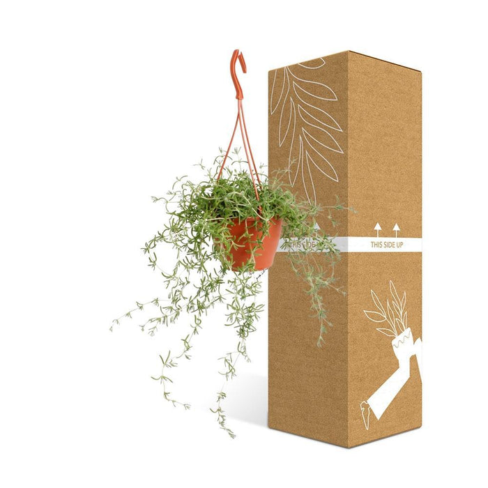 Senecio 'Stellina Piccola Stella'