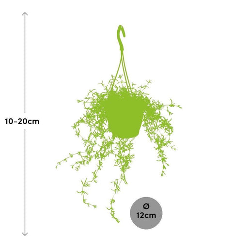 Senecio 'Stellina Piccola Stella'