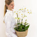 Set 3 Orchidee Bianche E 3 Rhipsalis In Un Cesto Di Canne Con Serbatoio D'Acqua