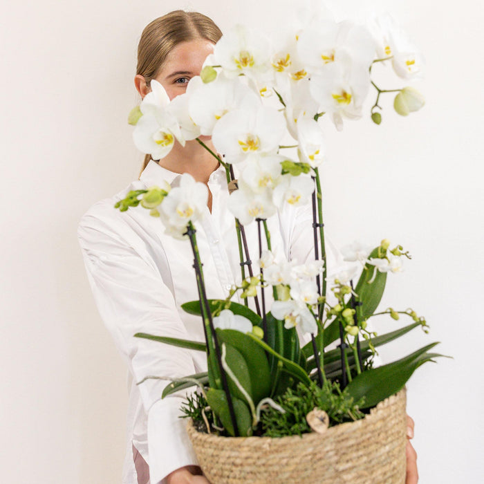 Set 3 Orchidee Bianche E 3 Rhipsalis In Un Cesto Di Canne Con Serbatoio D'Acqua