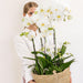 Set 3 Orchidee Bianche E 3 Rhipsalis In Un Cesto Di Canne Con Serbatoio D'Acqua