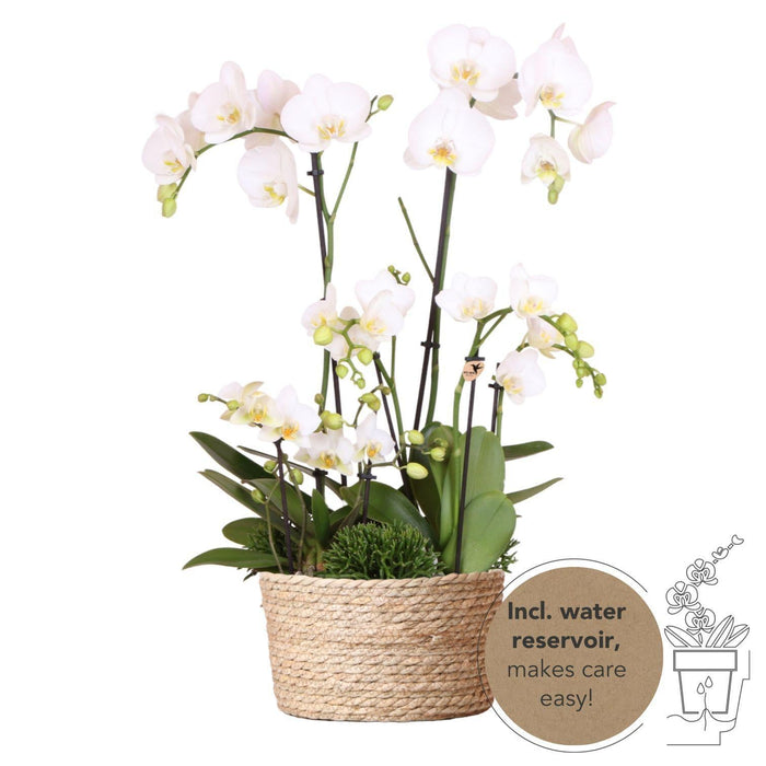 Set 3 Orchidee Bianche E 3 Rhipsalis In Un Cesto Di Canne Con Serbatoio D'Acqua
