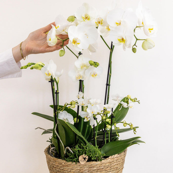 Set 3 Orchidee Bianche E 3 Rhipsalis In Un Cesto Di Canne Con Serbatoio D'Acqua