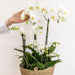 Set 3 Orchidee Bianche E 3 Rhipsalis In Un Cesto Di Canne Con Serbatoio D'Acqua